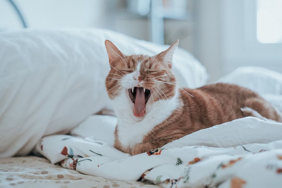 Cute yawning baby indicating sleepiness